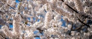 Preview wallpaper cherry, flowers, branches, spring, tree