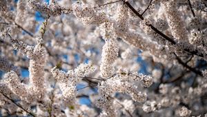 Preview wallpaper cherry, flowers, branches, spring, tree