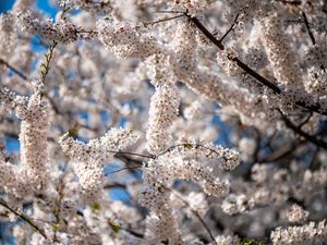 Preview wallpaper cherry, flowers, branches, spring, tree