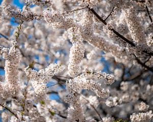 Preview wallpaper cherry, flowers, branches, spring, tree