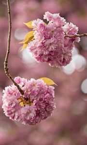 Preview wallpaper cherry, flowers, buds, branches, pink