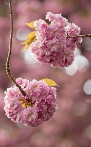 Preview wallpaper cherry, flowers, buds, branches, pink