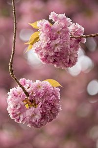 Preview wallpaper cherry, flowers, buds, branches, pink