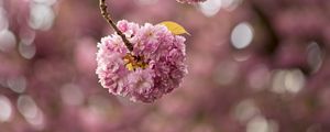 Preview wallpaper cherry, flowers, buds, branches, pink