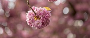 Preview wallpaper cherry, flowers, buds, branches, pink