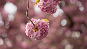 Preview wallpaper cherry, flowers, buds, branches, pink