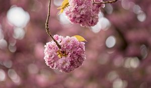 Preview wallpaper cherry, flowers, buds, branches, pink