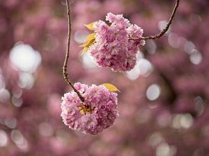 Preview wallpaper cherry, flowers, buds, branches, pink