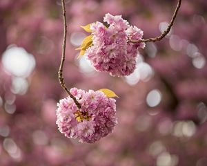 Preview wallpaper cherry, flowers, buds, branches, pink