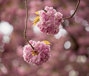 Preview wallpaper cherry, flowers, buds, branches, pink