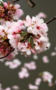 Preview wallpaper cherry, flowers, buds, branch, blur