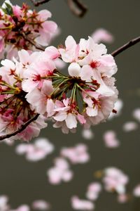 Preview wallpaper cherry, flowers, buds, branch, blur