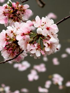 Preview wallpaper cherry, flowers, buds, branch, blur