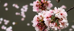 Preview wallpaper cherry, flowers, buds, branch, blur