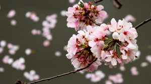 Preview wallpaper cherry, flowers, buds, branch, blur