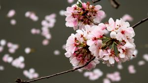 Preview wallpaper cherry, flowers, buds, branch, blur