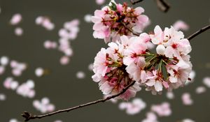 Preview wallpaper cherry, flowers, buds, branch, blur