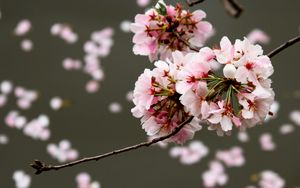 Preview wallpaper cherry, flowers, buds, branch, blur