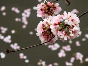 Preview wallpaper cherry, flowers, buds, branch, blur