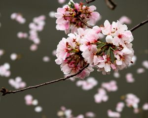 Preview wallpaper cherry, flowers, buds, branch, blur