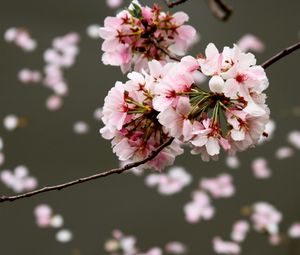 Preview wallpaper cherry, flowers, buds, branch, blur