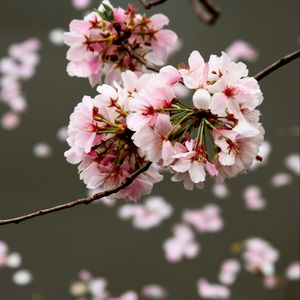 Preview wallpaper cherry, flowers, buds, branch, blur