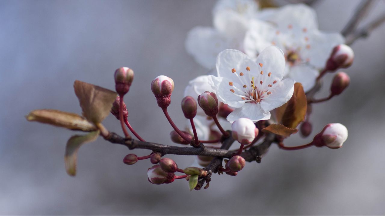 Wallpaper cherry, flowers, buds, spring, macro