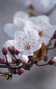 Preview wallpaper cherry, flowers, buds, spring, macro