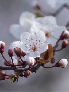 Preview wallpaper cherry, flowers, buds, spring, macro