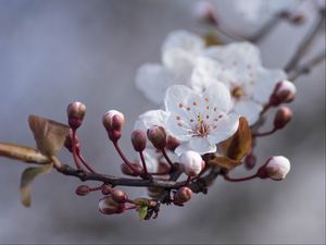 Preview wallpaper cherry, flowers, buds, spring, macro