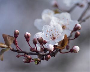 Preview wallpaper cherry, flowers, buds, spring, macro