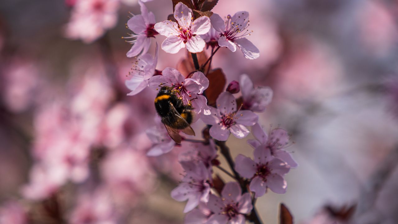 Wallpaper cherry, flowers, bumblebee, macro