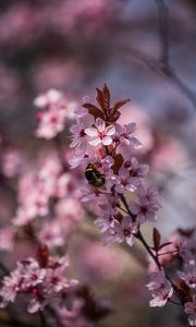 Preview wallpaper cherry, flowers, bumblebee, macro