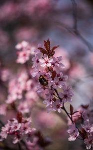 Preview wallpaper cherry, flowers, bumblebee, macro