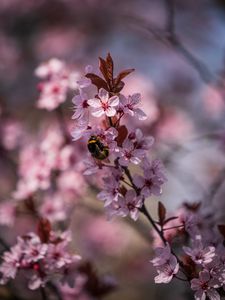 Preview wallpaper cherry, flowers, bumblebee, macro