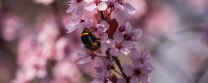 Preview wallpaper cherry, flowers, bumblebee, macro