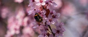 Preview wallpaper cherry, flowers, bumblebee, macro