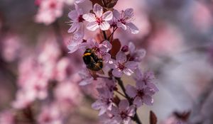 Preview wallpaper cherry, flowers, bumblebee, macro