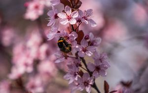 Preview wallpaper cherry, flowers, bumblebee, macro