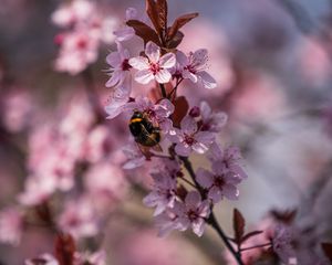 Preview wallpaper cherry, flowers, bumblebee, macro