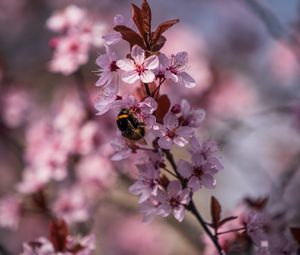 Preview wallpaper cherry, flowers, bumblebee, macro