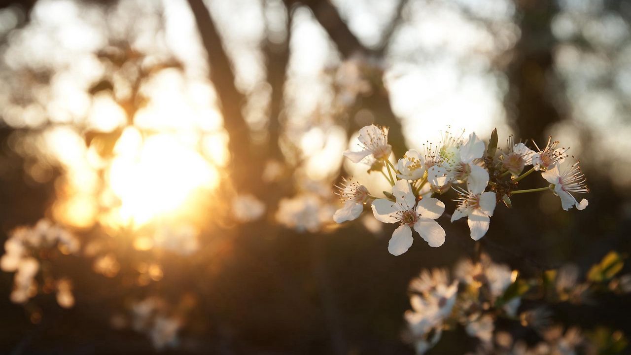 Wallpaper cherry, flowers, dawn, branch