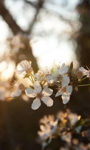 Preview wallpaper cherry, flowers, dawn, branch