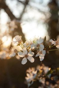 Preview wallpaper cherry, flowers, dawn, branch