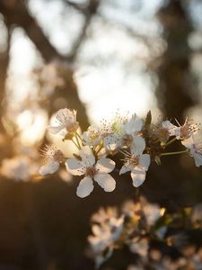 Preview wallpaper cherry, flowers, dawn, branch