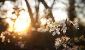 Preview wallpaper cherry, flowers, dawn, branch