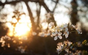 Preview wallpaper cherry, flowers, dawn, branch