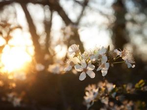 Preview wallpaper cherry, flowers, dawn, branch