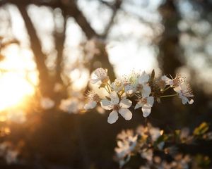 Preview wallpaper cherry, flowers, dawn, branch