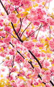 Preview wallpaper cherry, flowers, flowering, tree